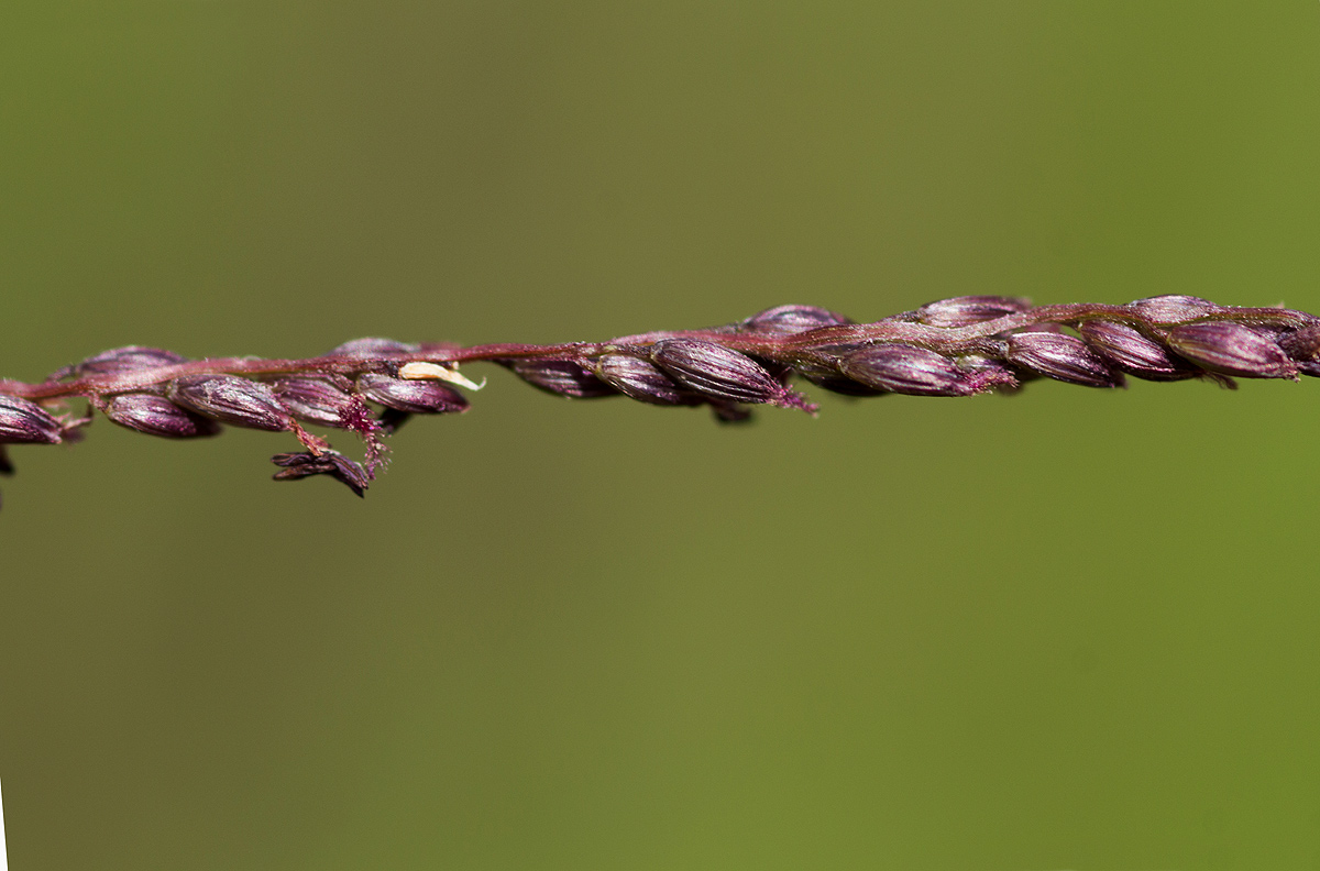 Digitaria gazensis