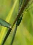 Digitaria gazensis