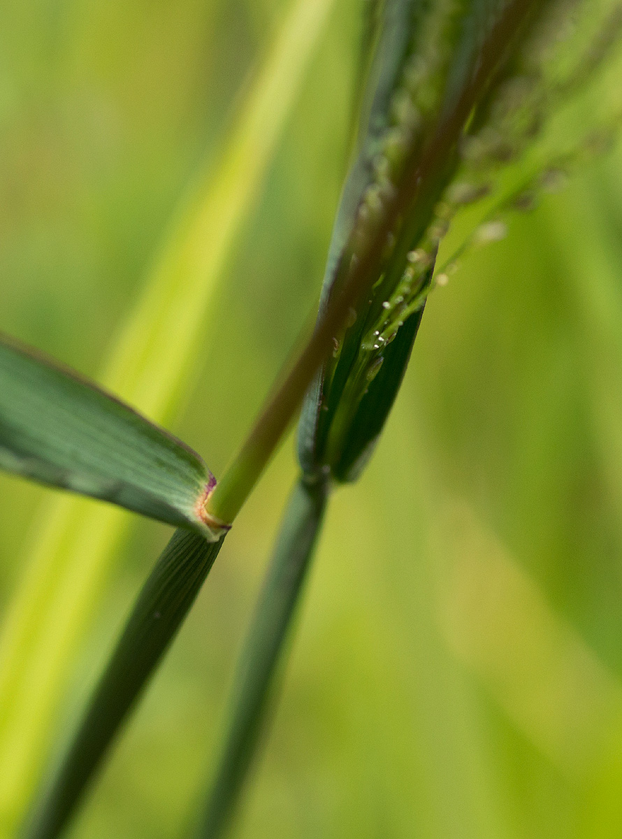 Digitaria gazensis