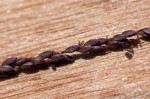 Digitaria gazensis