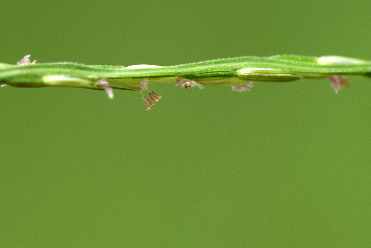 Digitaria velutina