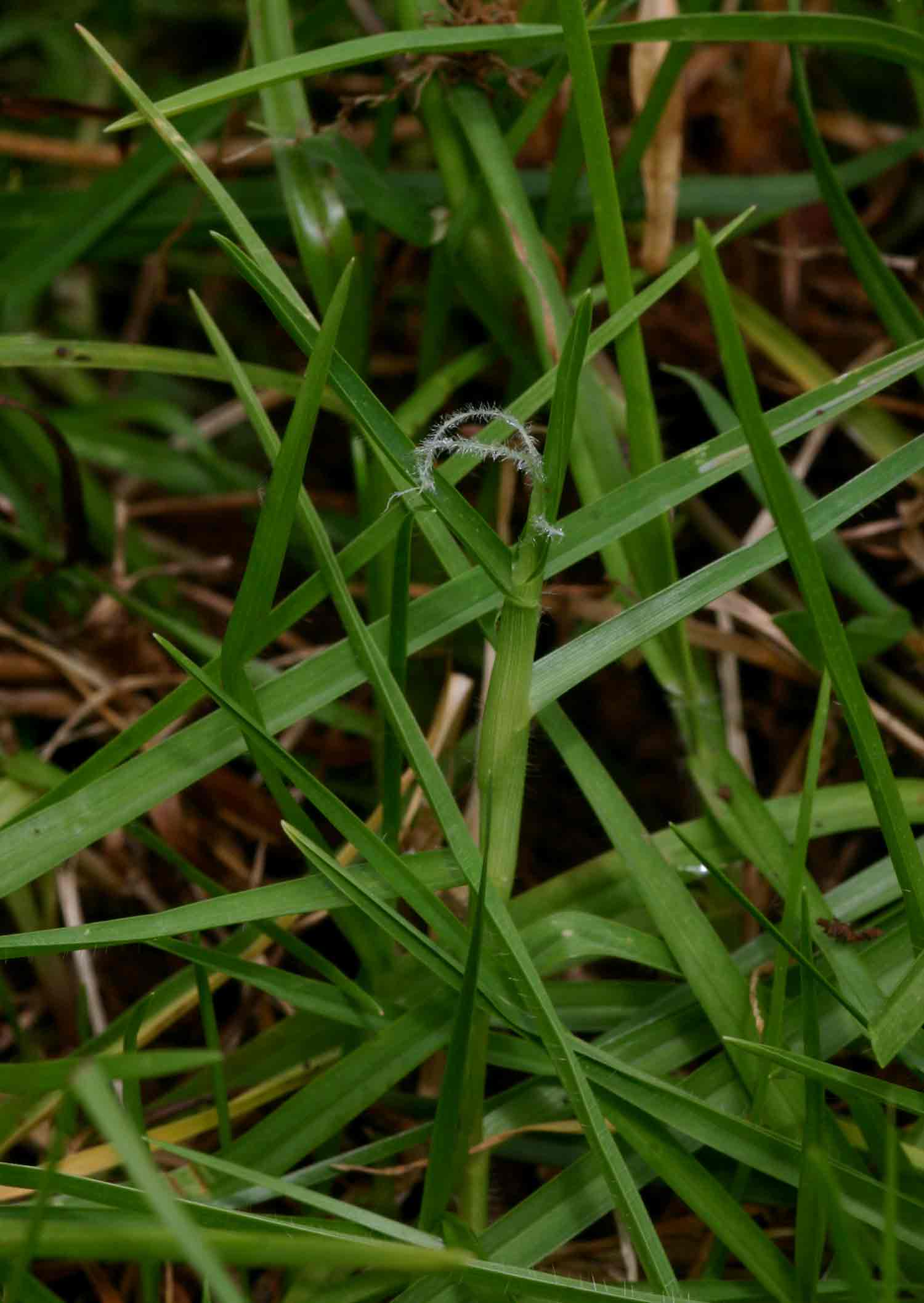 Cenchrus clandestinus