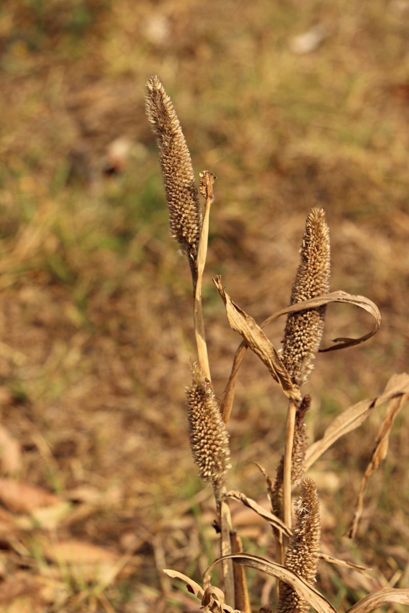 Cenchrus americanus Cenchrus americanus