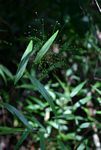 Isachne mauritiana