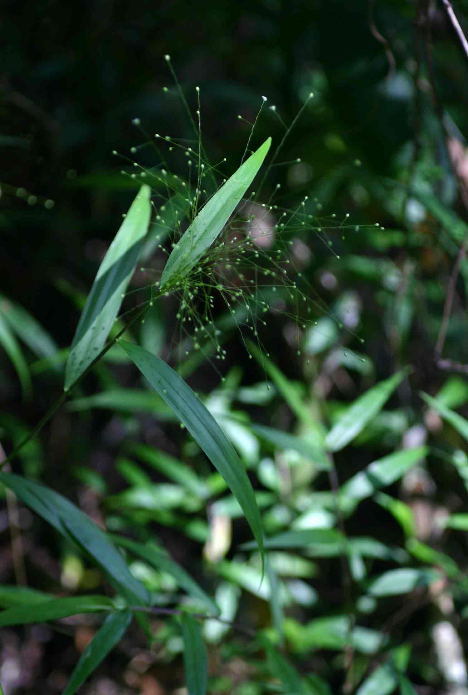 Isachne mauritiana