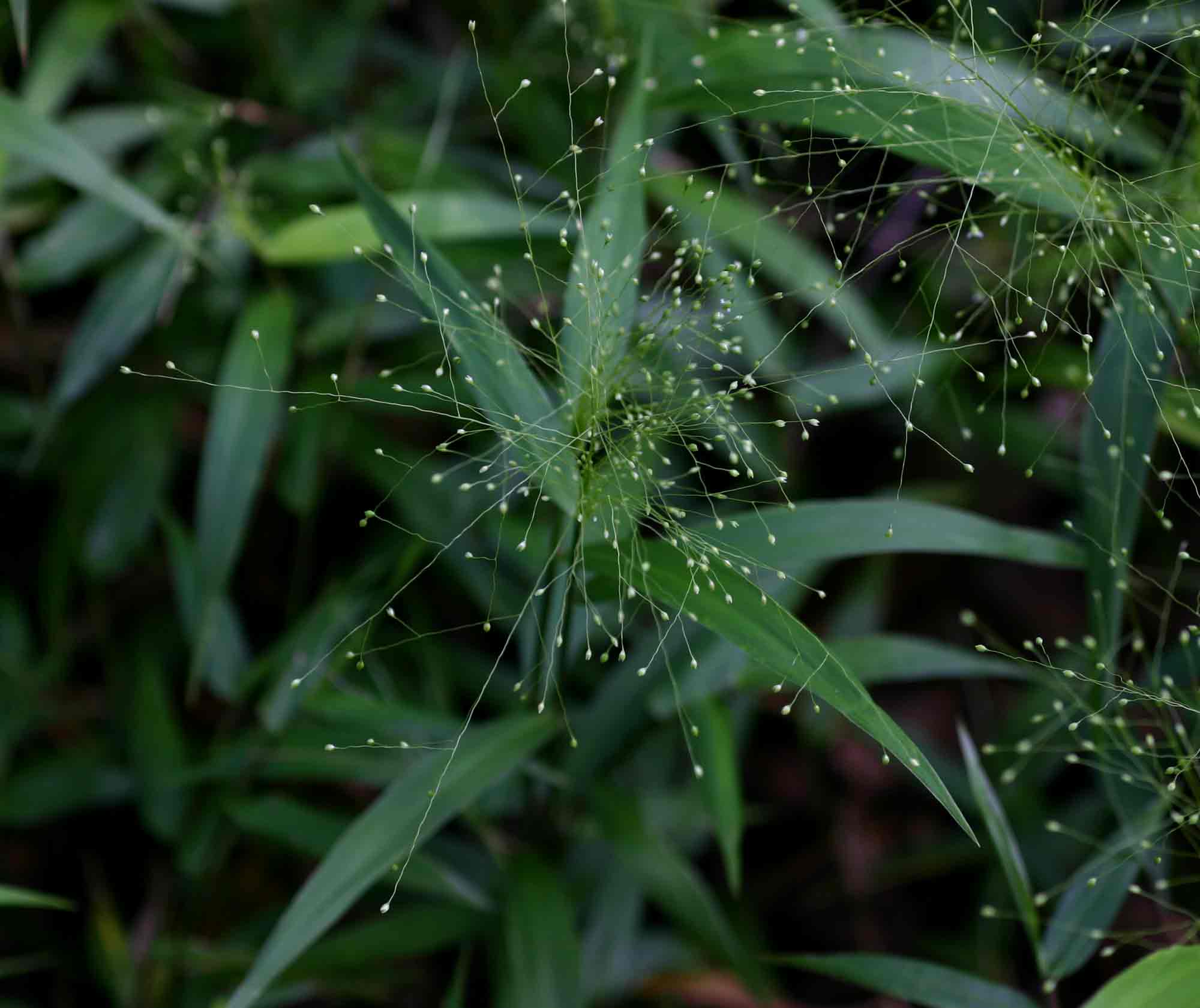 Isachne mauritiana