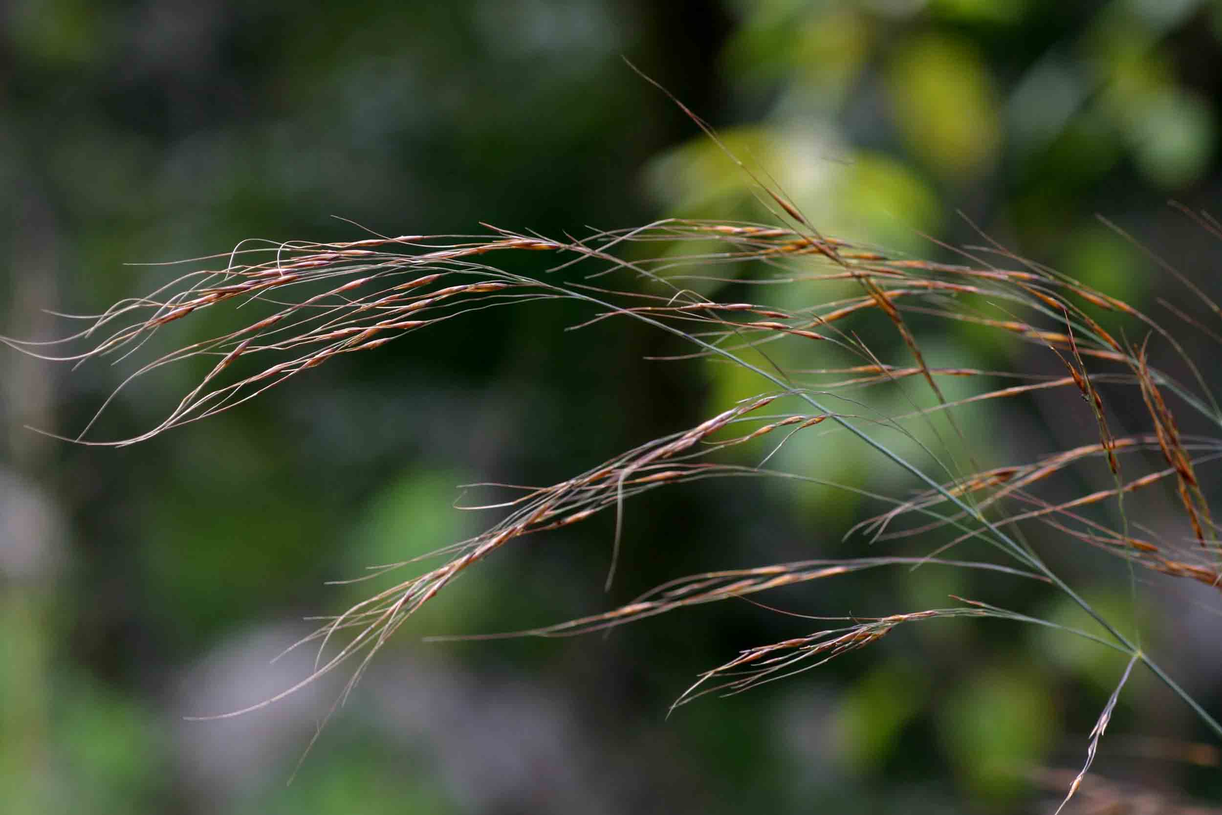 Loudetia simplex