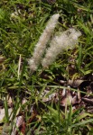 Imperata cylindrica