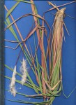 Imperata cylindrica