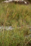 Trachypogon spicatus