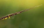 Trachypogon spicatus