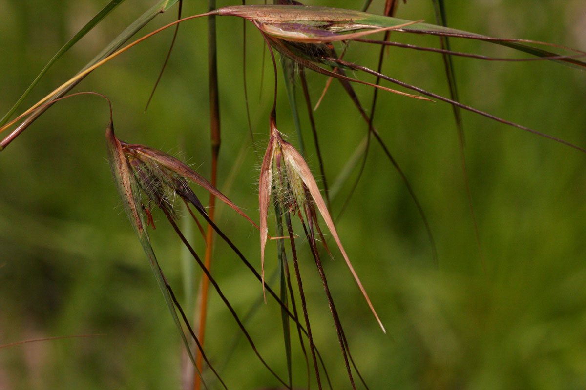 Themeda triandra