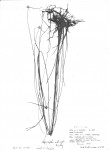 Lipocarpha albiceps