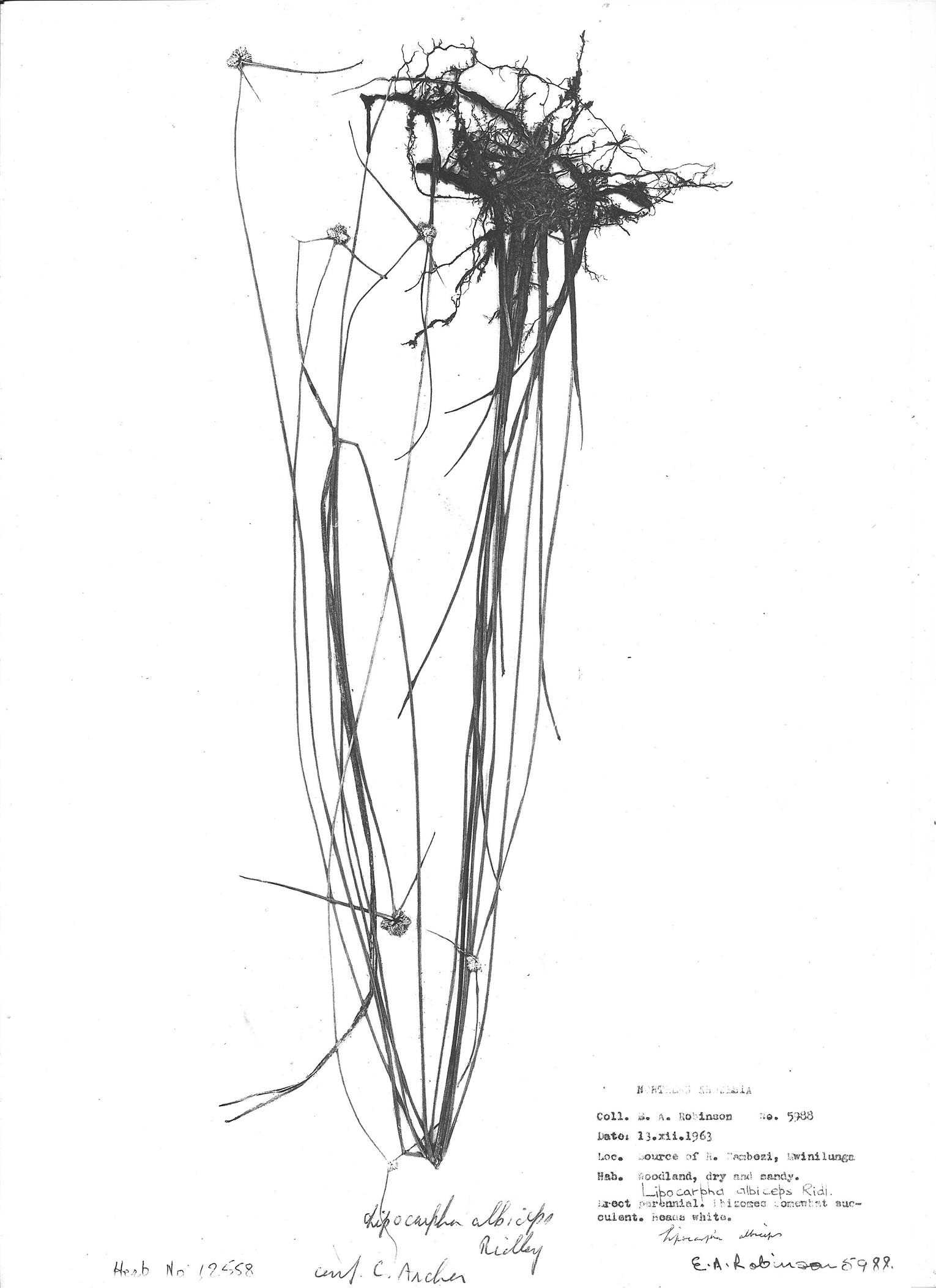 Lipocarpha albiceps