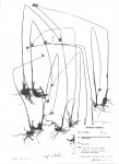 Lipocarpha albiceps