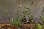 Lipocarpha chinensis