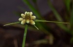 Lipocarpha chinensis
