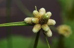 Lipocarpha chinensis