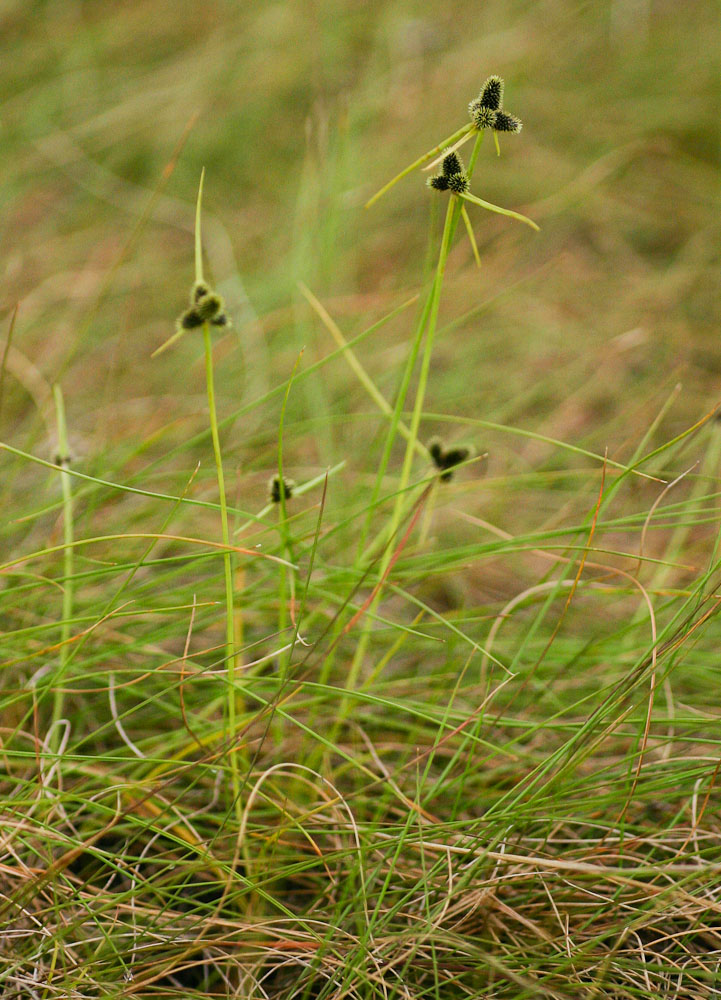 Lipocarpha nana