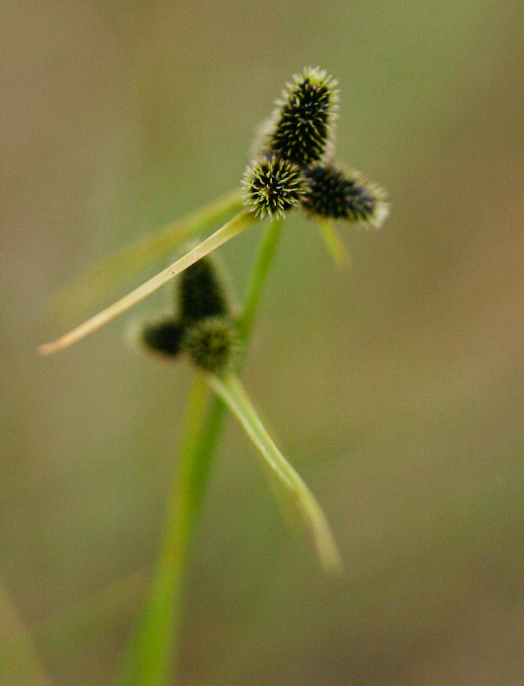Lipocarpha nana