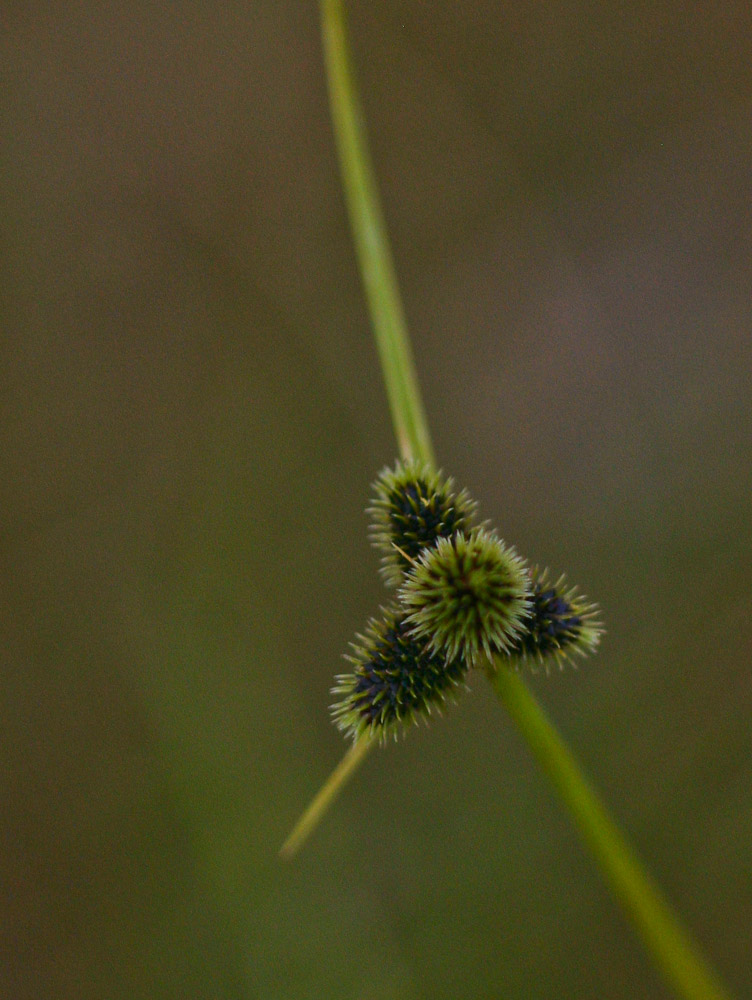 Lipocarpha nana