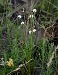 Ascolepis capensis