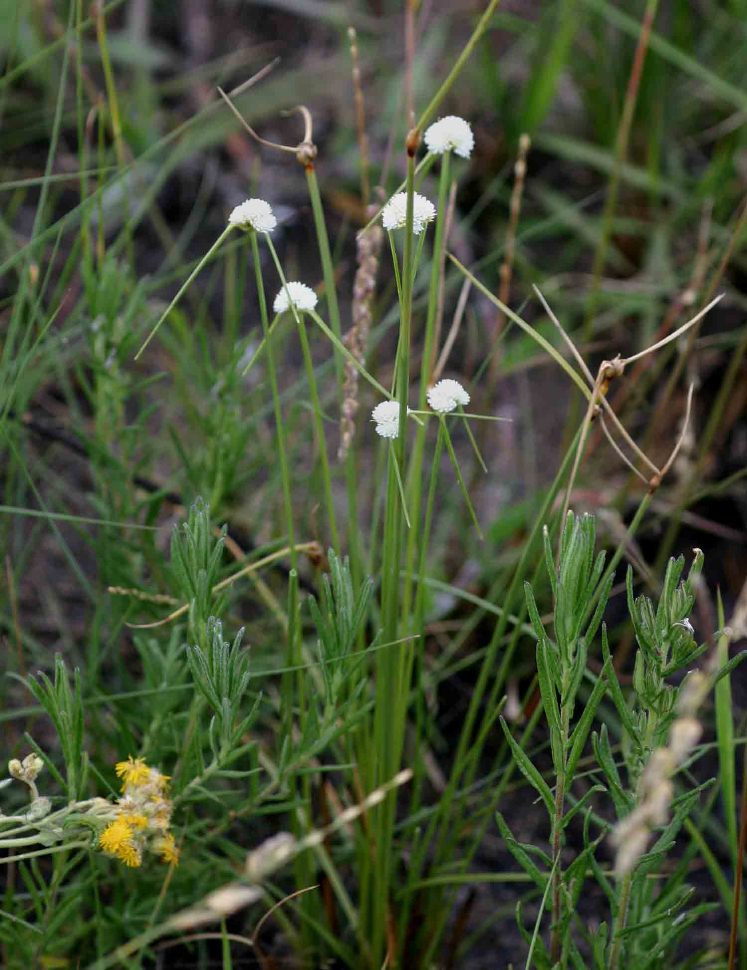Ascolepis capensis