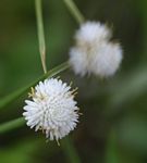 Ascolepis capensis