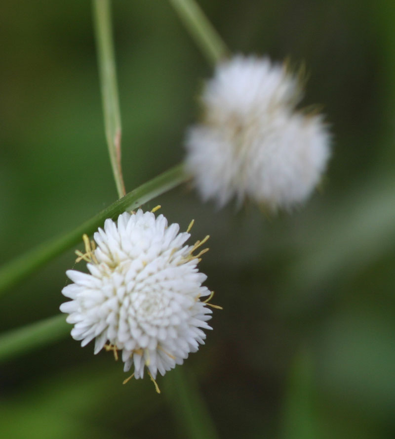 Ascolepis capensis