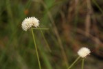 Ascolepis capensis