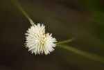 Ascolepis capensis