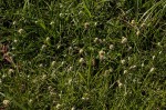 Ascolepis capensis