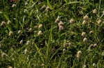 Ascolepis capensis