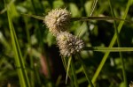 Ascolepis capensis