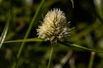 Ascolepis capensis