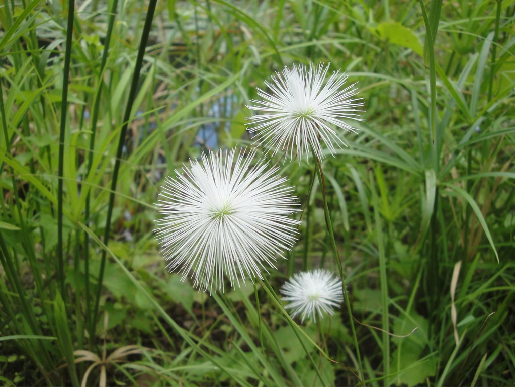 Ascolepis protea var. bellidiflora