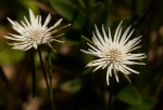 Ascolepis protea var. bellidiflora