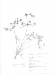 Cyperus amabilis