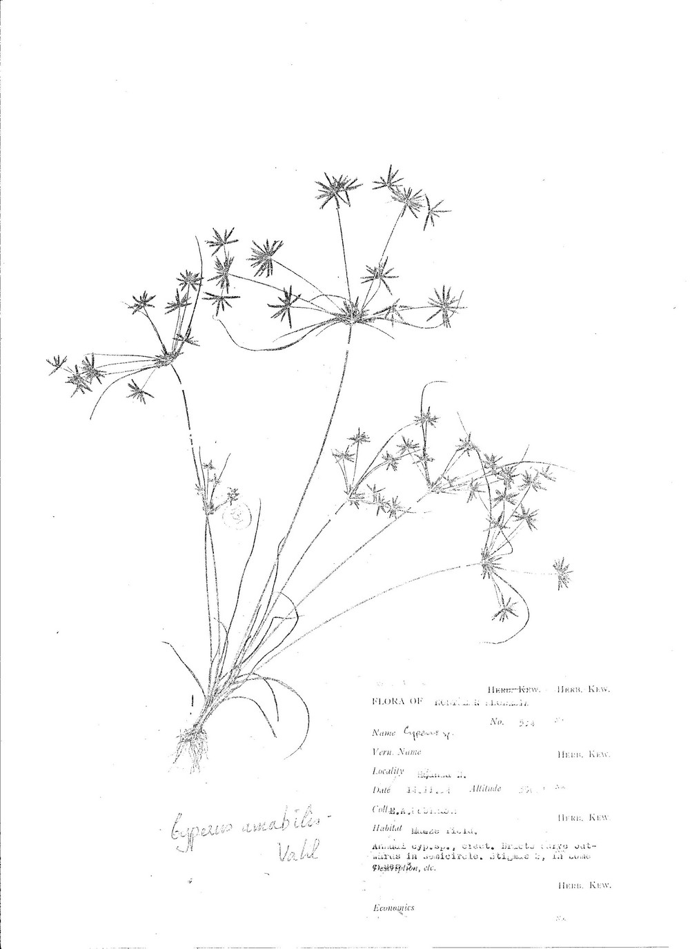 Cyperus amabilis