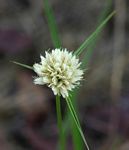 Cyperus angolensis