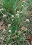 Cyperus angolensis