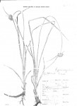 Cyperus angolensis