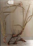 Cyperus angolensis