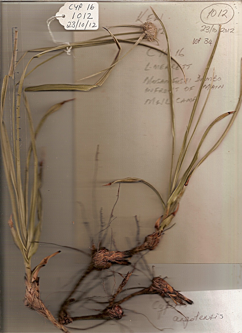 Cyperus angolensis