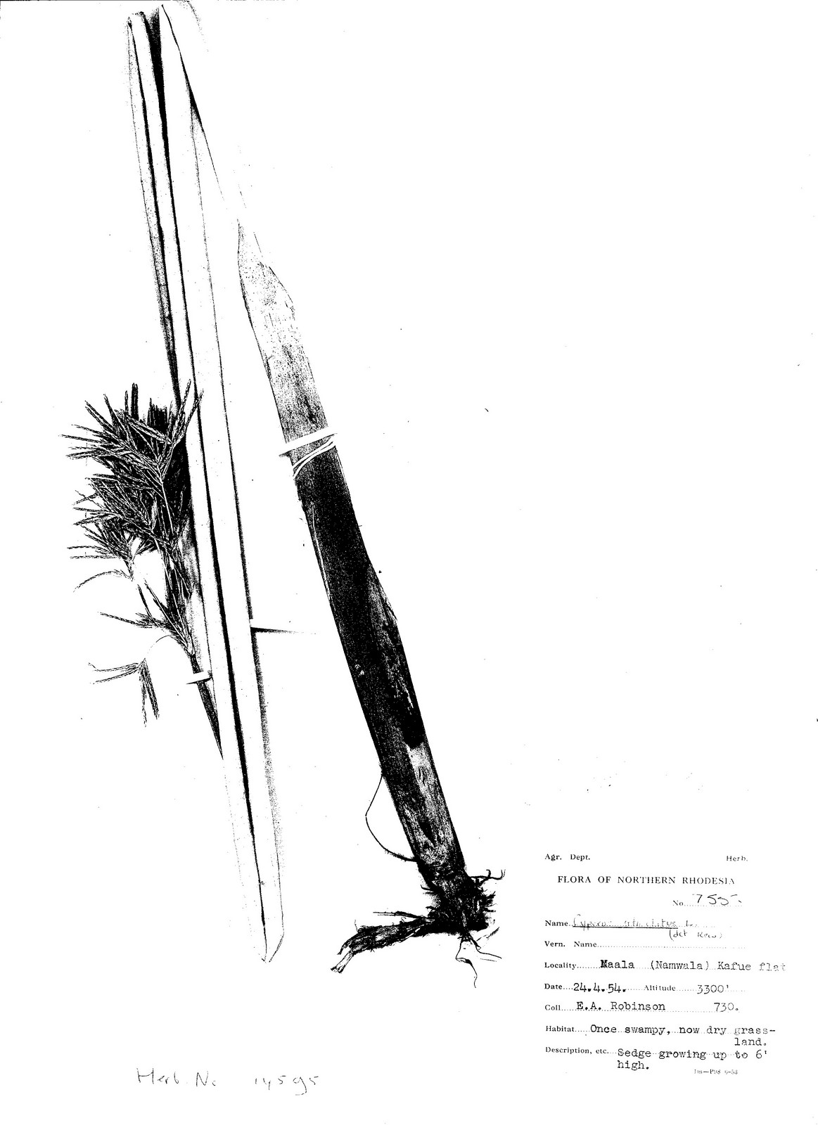 Cyperus articulatus