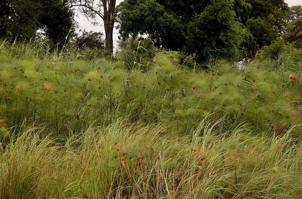 Cyperus papyrus