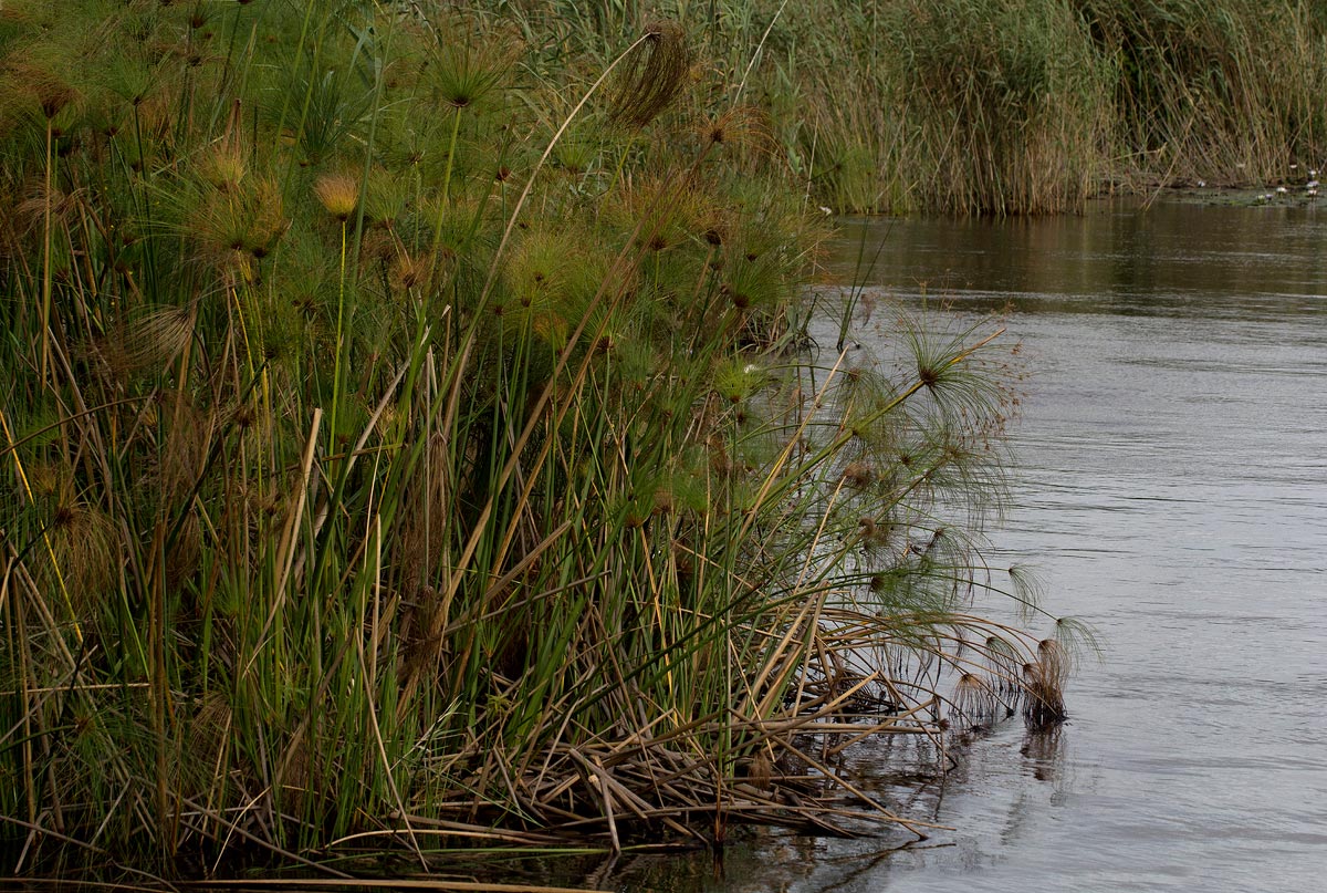 Cyperus papyrus