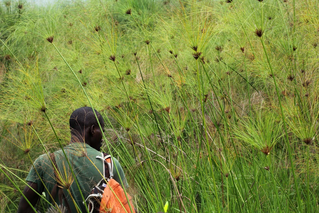 Cyperus papyrus