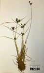 Pycreus elegantulus