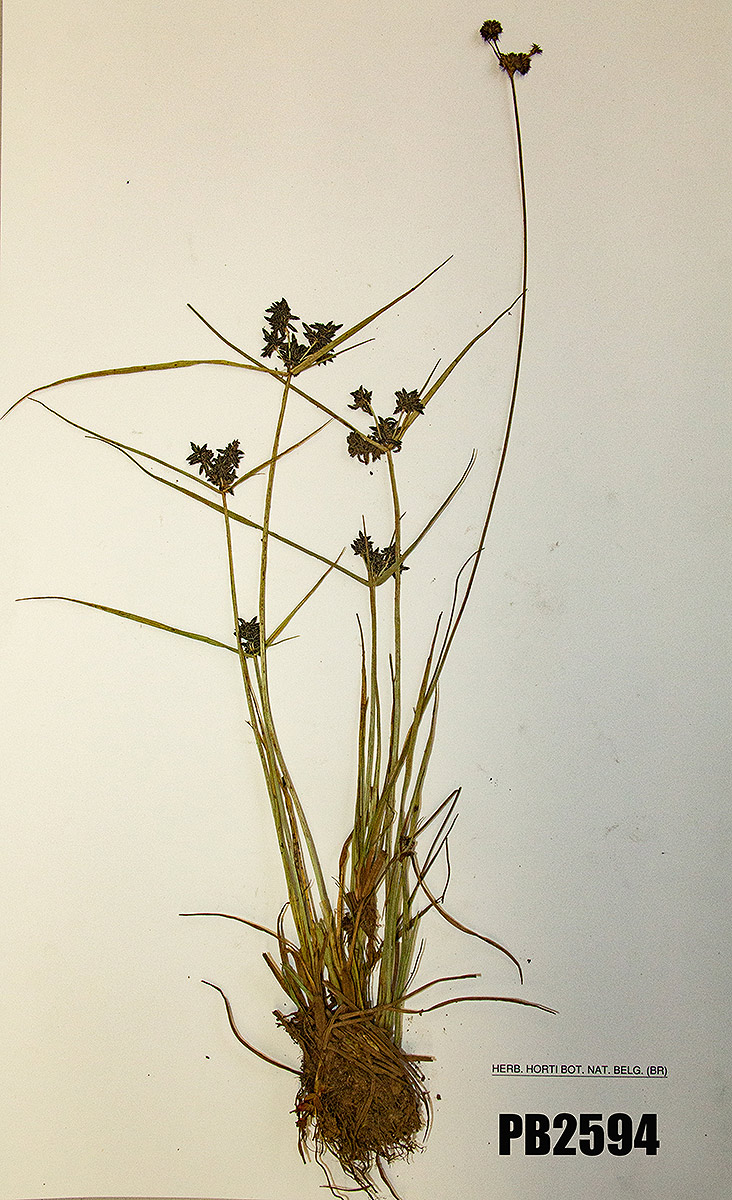Pycreus elegantulus